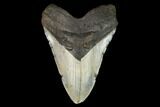 Fossil Megalodon Tooth - North Carolina #124452-1